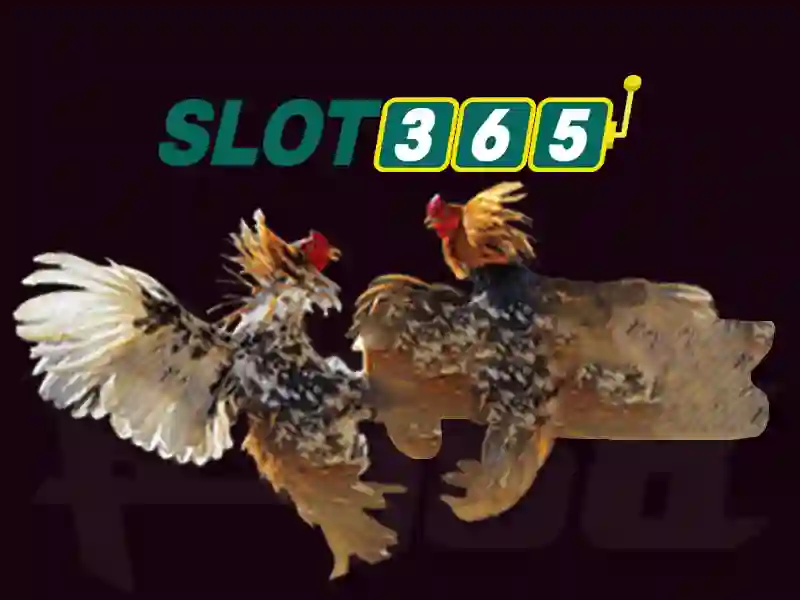 Trải nghiệm người dùng tại Slot365 Trải nghiệm người dùng tại Slot365